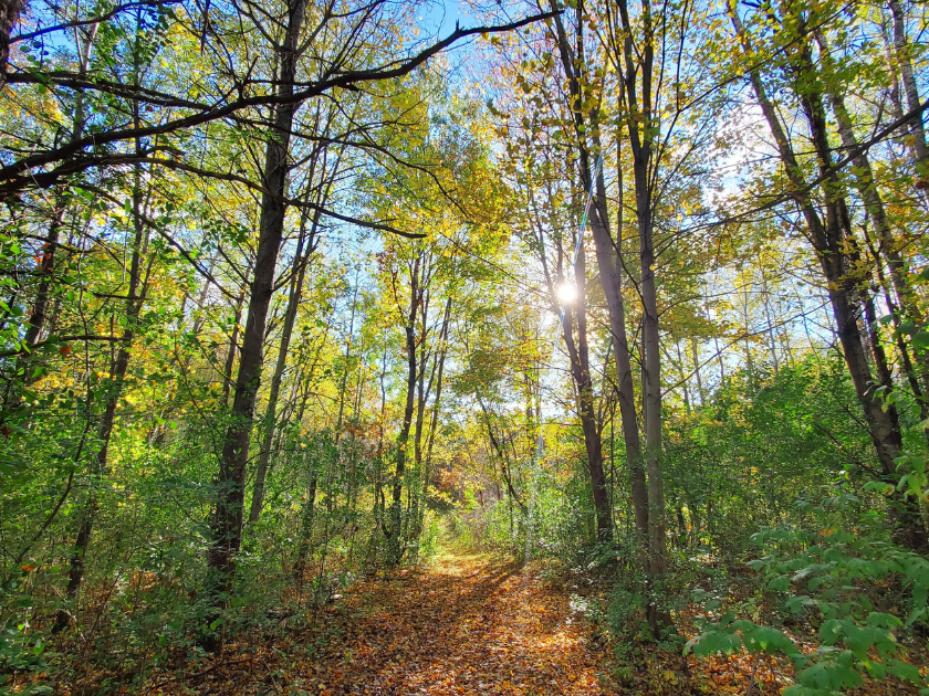 Kemper's Woods » GO Chippewa County Wisconsin