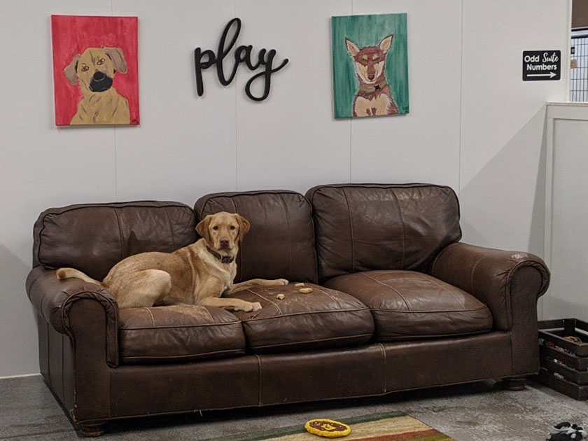 Ruff Life Pet Hotel » GO Chippewa County Wisconsin