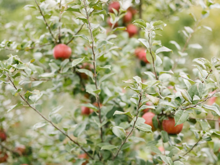 Dixon s Apple Orchard GO Chippewa County Wisconsin