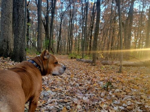 Dog standing on woodsy trail covered in fall leaves