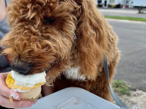 Dog eating Josef's Cheesecakes