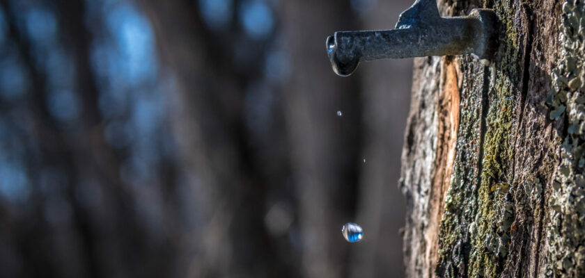 So you want to learn how to collect sap.