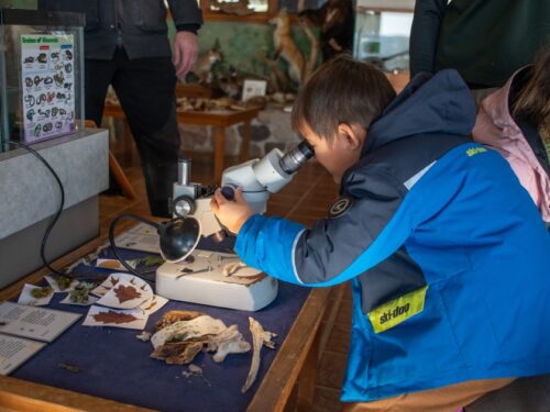 Boy looking through microscope at animal bones