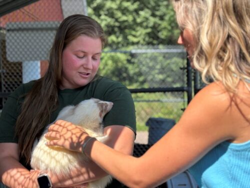Girl petting a lavender skunk at Irvine Park Zoo