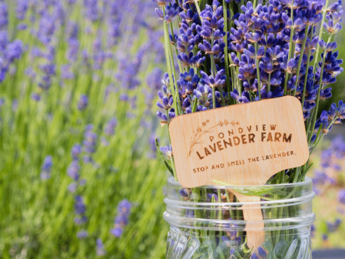 Pondview Lavender Farm Chippewa Falls Wisconsin farm-to-table business