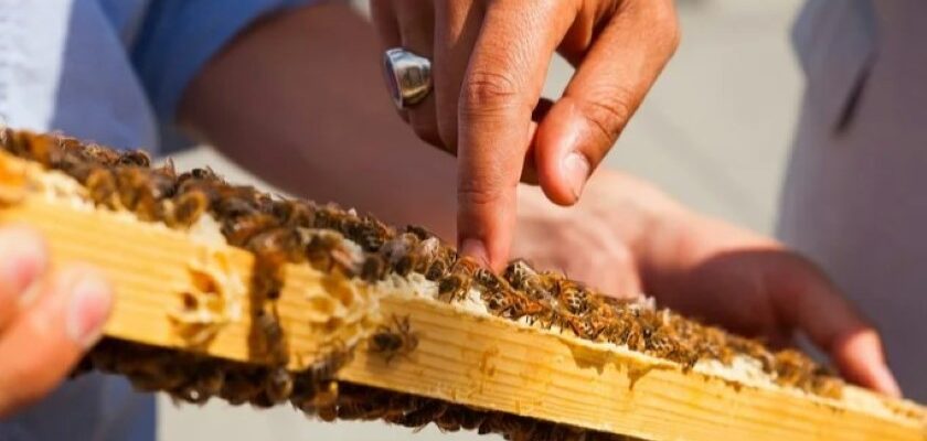 Chippewa Valley Bee Expo: Know Before You GO
