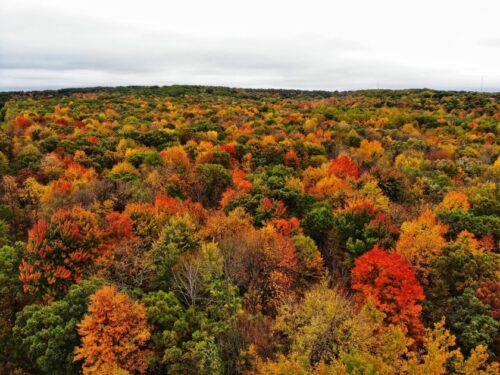 picture of forest with fall leaves
