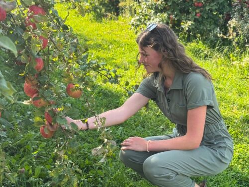 Girl picking an apple at an orchard