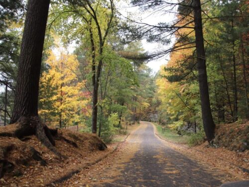 Road covered in fall leaves in Irvine Park
