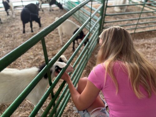 Girl petting a goat at the Northern WI State Fair