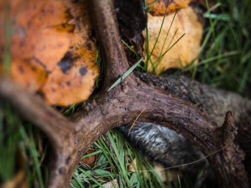 deer hunting, antler